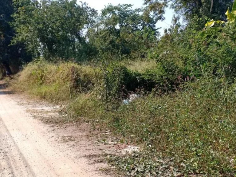 ขายที่ดินติดถนนคอนกรีต บ้านมอญเรือนแพ 1 ห่างถนนหลัก 300 เมตร