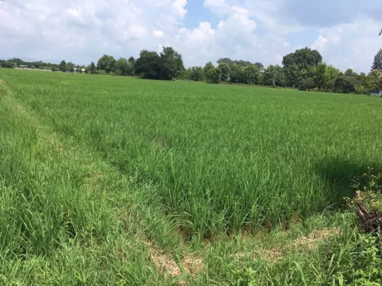 ขายที่ดินห่างท่ารั้ว 3 km สันปูเลยดอยสะเก็ตเชียงใหม่