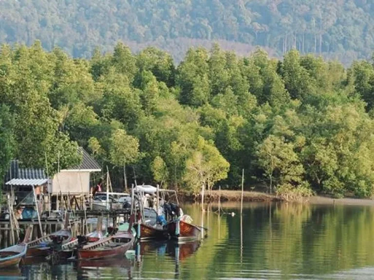 ขายที่ดิน ติดทะเล หาดเจ้าใหม่ ตไม้ฝาด อสิเกา จตรัง 15 ไร่ ที่สวย