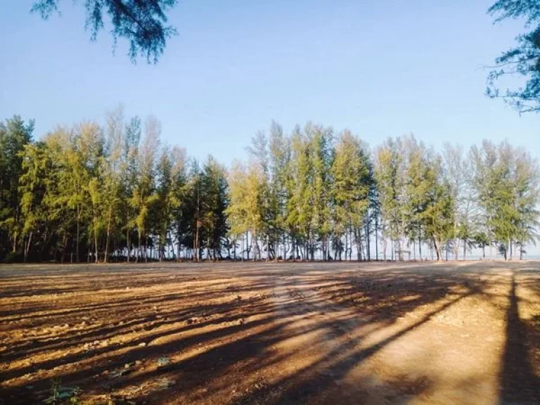 ขายที่ดิน ติดทะเล หาดเจ้าใหม่ ตไม้ฝาด อสิเกา จตรัง 15 ไร่ ที่สวย