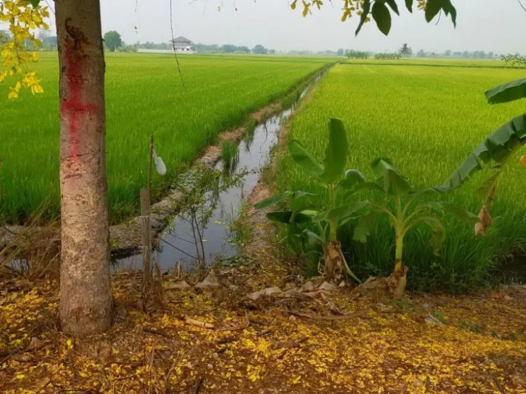 ขายที่ดิน34ไร่10ตรว พื้นที่สีม่วง หน้ากว้าง84ม ถนนกำนันวิรัตน์ ตคูบางหลวง อลาดหลุมแก้ว จปทุมธานี