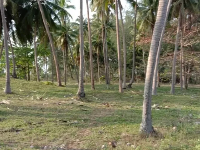 ขายที่ดินติดหาดทะเล 9 ไร่ บางสะพานน้อย ประจวบฯ ใกล้เขาทะลุ