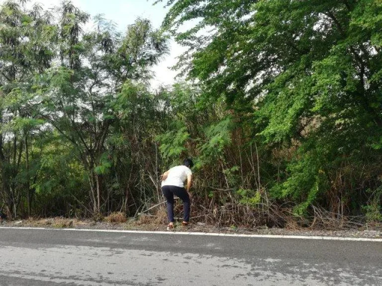 ขายด่วนที่ดิน 100 ตรว ในนิคมอุตสาหกรรมวังน้อย อยุธยา