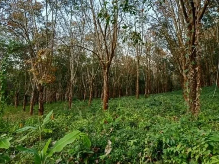 ขายที่ดินสวย เหมาะทำการเกษตร สร้างรีสอร์ท ขุดดินขาย อสอยดาว จจันทบุรี