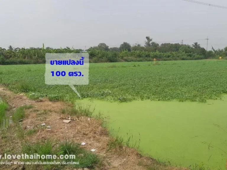 ขายที่ดินเปล่าซอยเลียบถนนการประปานครหลวง ไทรน้อยนนทบุรี ที่ดินรูปสี่เหลี่ยมผืนผ้า ใกล้รถไฟฟ้าสายสีม่วง พื้นที่100ตรว