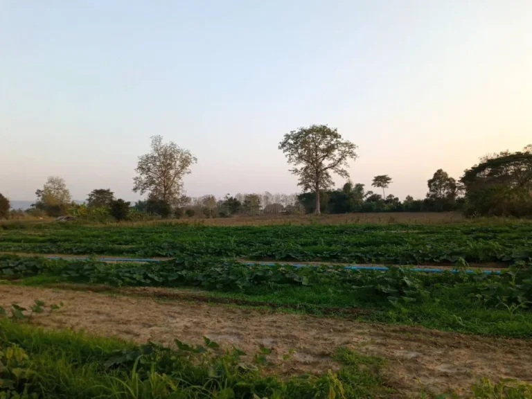 ขายที่ดินแปลงสวย บ้านสันมะแฟน ตธารทอง อพาน จเชียงราย อยู่ติดแม่น้ำลาว เป็นแนวยาวประมาณ 750 เมตรรูปตัวแอล เหมาะทำรีสอร์ท หรือทำสวน