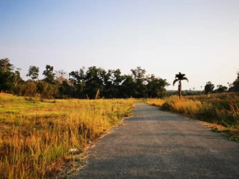 ที่ดินเขาค้อ KhaoKho Land ที่ดิน แบ่งขาย เขาค้อ เพชรบูรณ์ แปลงสวย วิวทะเลหมอก บรรยากาศดี