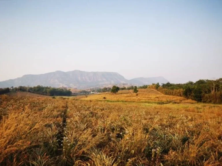 ที่ดินเขาค้อ KhaoKho Land ที่ดิน แบ่งขาย เขาค้อ เพชรบูรณ์ แปลงสวย วิวทะเลหมอก บรรยากาศดี