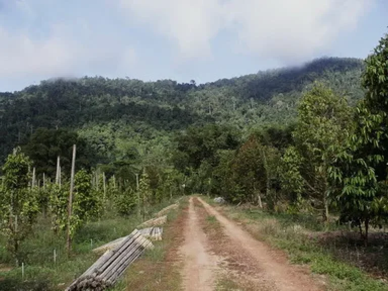 ขายสวนทุเรียน 49 ไร่ โฉนด อท่าใหม่ พร้อมเก็บผลผลิต ติดถนนลาดยาง ห่างสุขุมวิท 7 กม