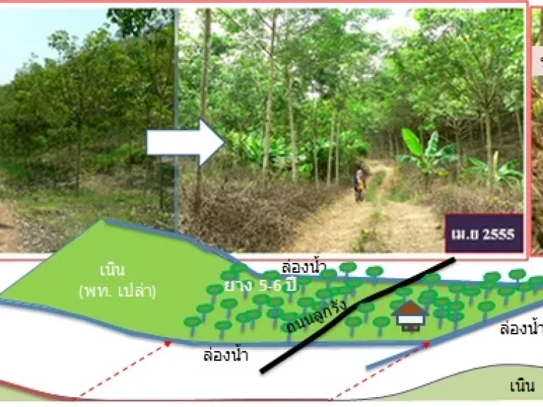 ขายสวนยาง 5-6 ปี 30 ไร่ ภบท5 เจ้าของขายเอง