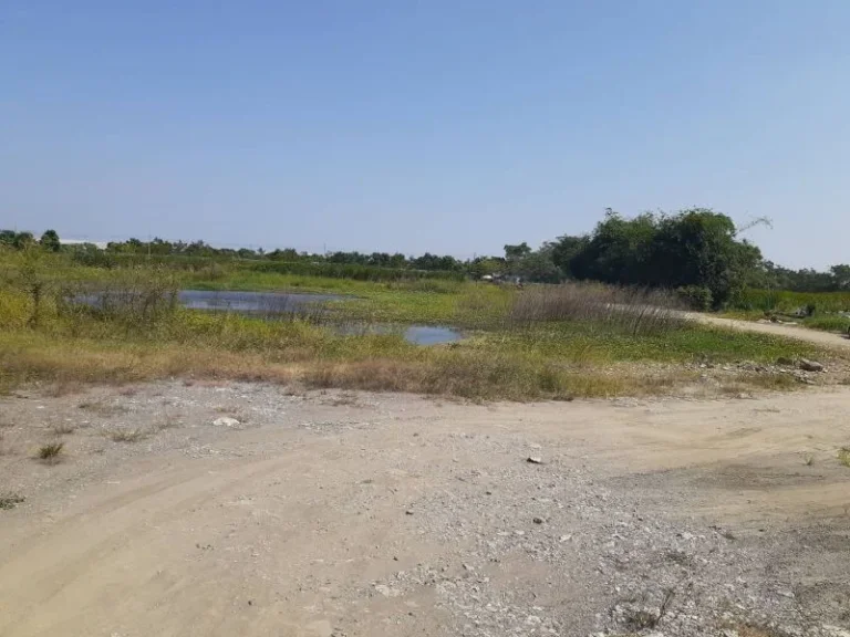 ขายถูกต่ำกว่าราคาตลาดที่ดิน ถนนบางพลี-ตำหรุ ตำบลบางปลา