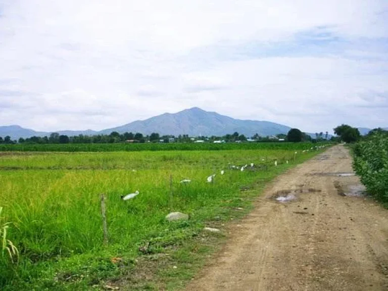 ขายที่ดินโฉนด3แปลง6ไร่8ไร่12ไร่ บ้านห้วยรวก วังขอนขว้าง อโคกสำดรง จลพบุรี