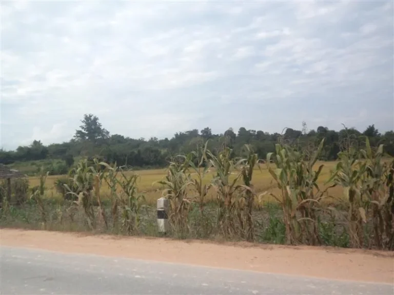 ที่นาบ้านโป่งติดถนนหลักเวียงป่าเป้า เชียงราย