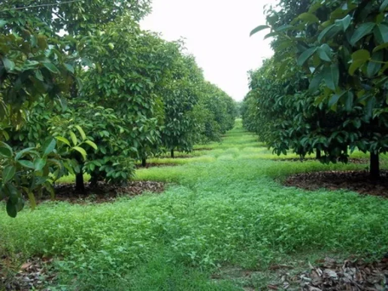 สวนผลไม้ระยอง อยู่ในแหล่งเจริญแล้ว ใกล้ตลาด ชุมชน ถนนสุขุมวิท ระบบสปริงเกอร์ โฉนด 4 ไร่ น้ำไฟ พร้อม