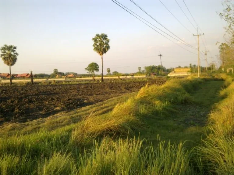 ที่ดิน 31 ไร่ ตำบล โคกแสมสาร อำเภอ โคกเจริญ จังหวัด ลพบุรี โฉนด ติดถนน น้ำไม่ท่วม