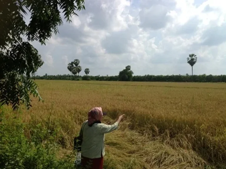 ขายที 4ไร่ สวยติดคลองหน้ากว้าง ท่ายาง จังหวัดเพชรบุรี