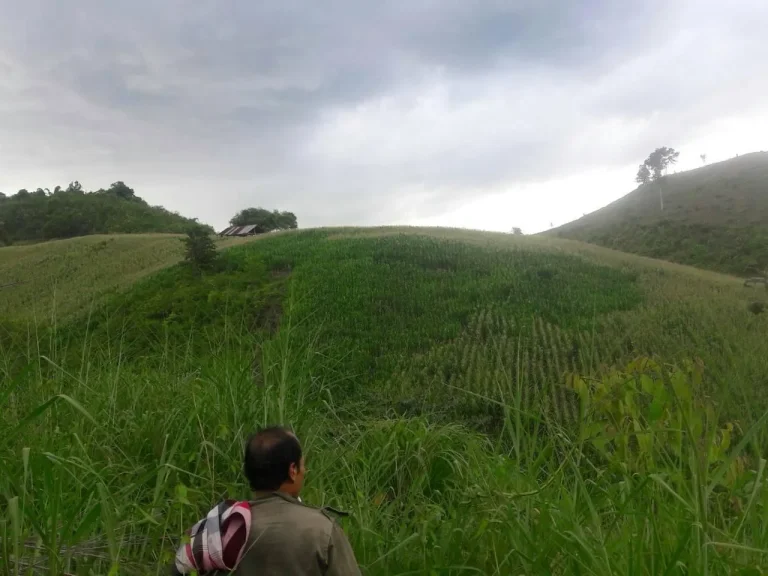 ขายที่ดินทำสวนเกษตร เนื้อที่ 55 ไร่ อำเภอปากชม จังหวัดเลย