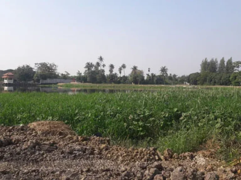 land that has been filled Next to the Tha Chin river70 meters beside the long canal3Entire along the land