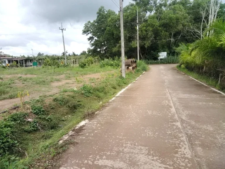 เสนอขายที่ดินสวนทุเรียน 25 ไร่ เขาแก้ว ท่าใหม่ จันทบุรี