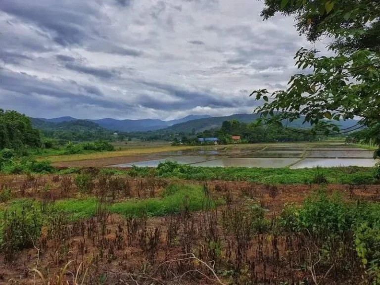 ขายที่ดินห้วยทรายแม่ริม วิวดอย แม่ริม เชียงใหม่