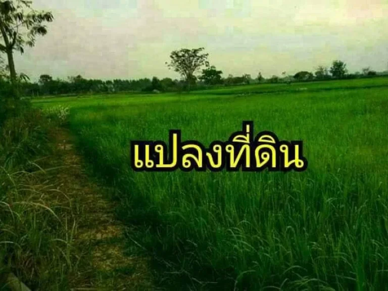 ขายที่ดินแปลงสวย ทำเลดี ดินและน้ำอุดมสมบูรณ์ เหมาะสำหรับสร้างบ้าน ทำไร่นาสวนผสม บรรยากาศดี ใกล้สถานที่ราชการหลายแห่ง