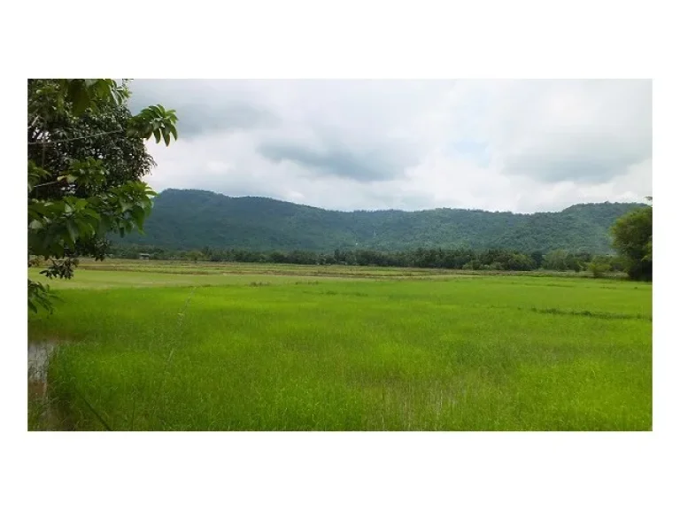 ที่ดิน บรรยากาศสุดแสนจะลูกทุ่ง วิวเขาสวยๆล้อมรอบ