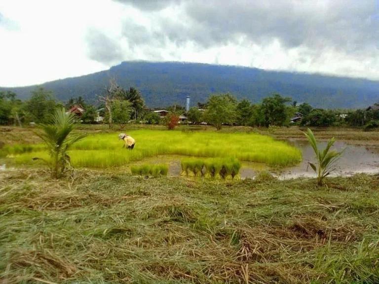 ที่ดินมีโฉนด ขาย ให้เช่า หรือร่วมทุนทำกิจการรีสอร์ท