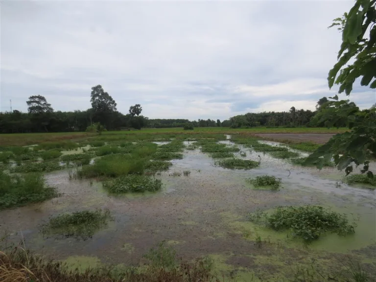 ขายที่นา 2 ไร่ ที่บ้านหนองตะแบก ด่วน ราคาถูก