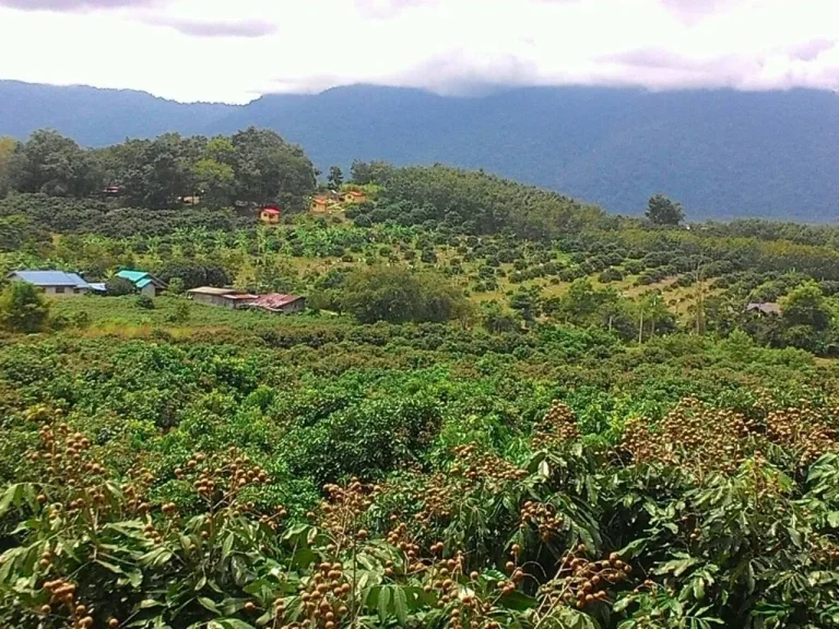 ขายสวนลำไย 49 ไร่ ตสะตอน อสอยดาว จันทบุรี