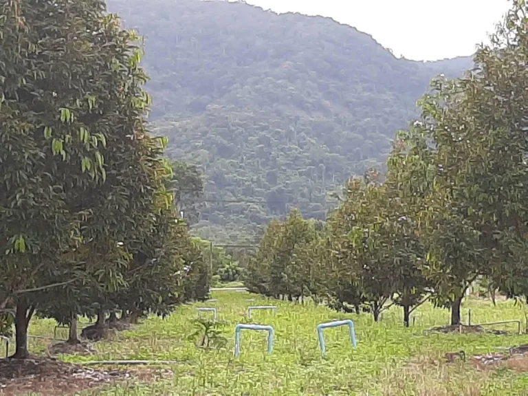 ขายสวนทุเรียนสวย วิวภูเขาขนาดใหญ่ หน้าติดลาดยาง 5 ไร่ บรรยากาศดี