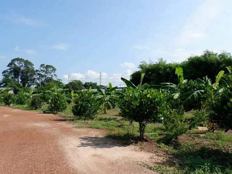 ขายที่สวนผลไม้ ใกล้ตัวเมืองปราจีน ติดถนนใหญ่ เดินทางสะดวก