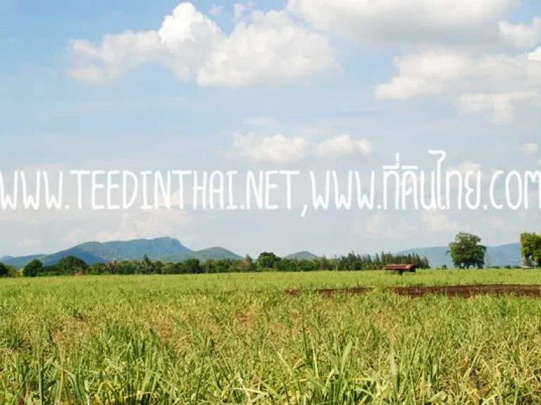 ขายที่ดินหนองม่วง - ที่ดินไทย 63 ไร่เศษ โฉนด ตชอนสมบูรณ์ อหนองม่วง จลพบุรี รหัส 1486