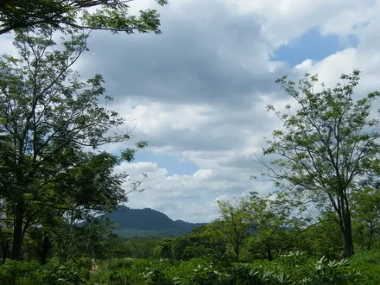 ขายที่ดิน 100 ไร่ ใกล้สถานปฏิบัติธรรม ห่างถนนมิตรภาพ 4 กมวิวภูเขาสวย ตกลางดง อปากช่อง ที่ดิน ภบท5 โซนป่าสัก ขายไร่ละ 80000 บาท