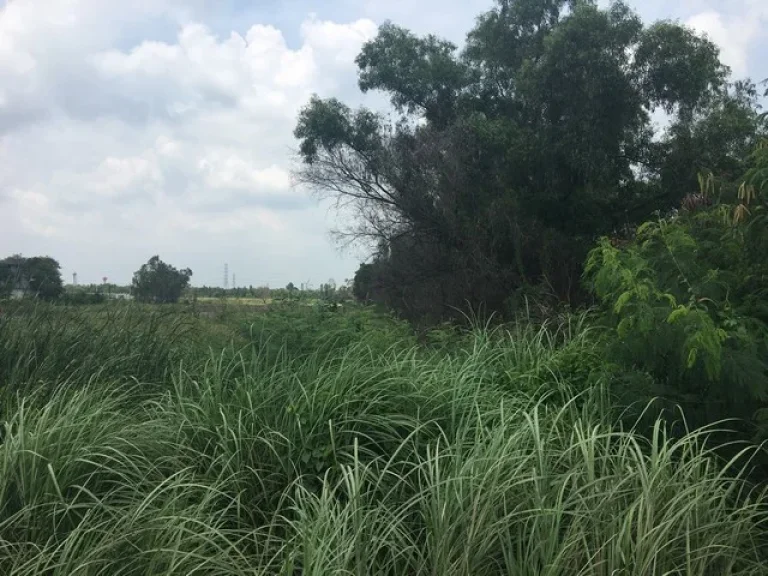 ขายที่ดิน 12 ไร่ ติดถนนพหลโยธิน วังน้อย ชะแมบ อยุธยา