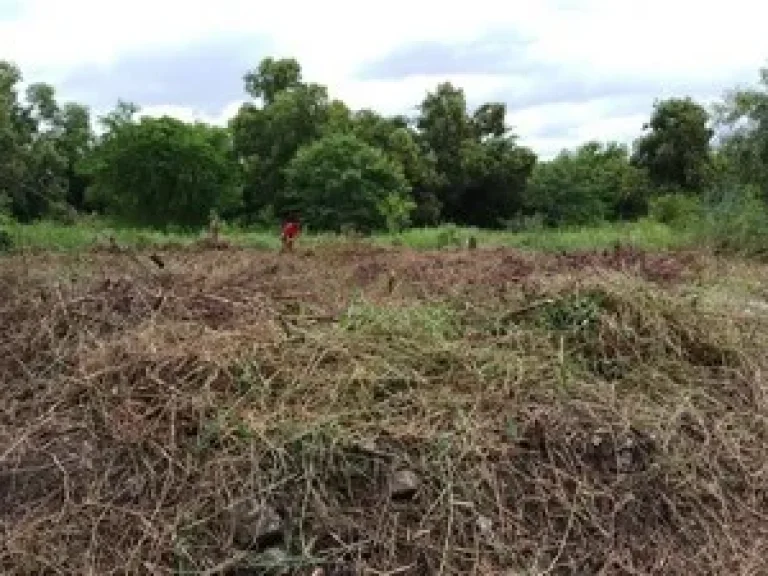 ขายด่วน ที่ดินถนนเฉลิมพระเกียรติเข้าซอย แค่ 300 เมตร พื้นที่ จำนวน 100 ตรว