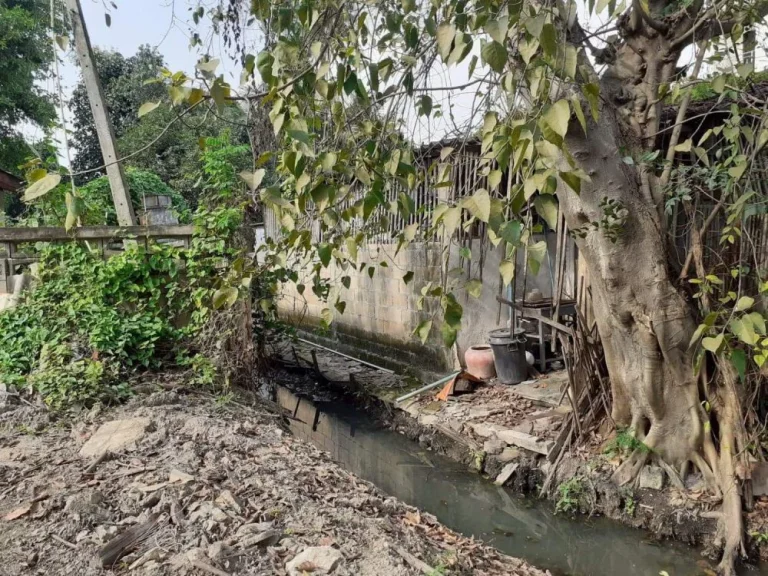 ขายที่ดินติดถนนสองด้าน ท่าศาลา อำเภอเมืองเชียงใหม่