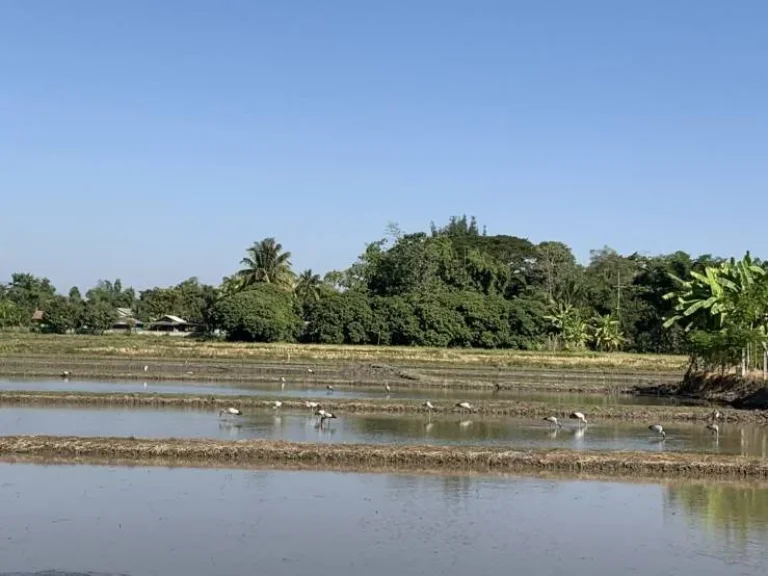 บ้านเดี่ยวสร้างใหม่ บรรยากาศดีมาก แม่ฟ้าหลวง-ท่าสุด อเมือง จเชียงราย