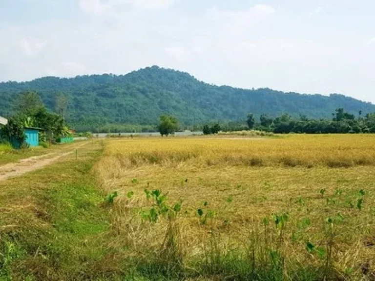 ขายที่สวยวิวเขา 4 ล็อค รูปทรงที่สวยทุกแปลง พร้อมโอน ตหนองแสง อปากพลี จนครนายก