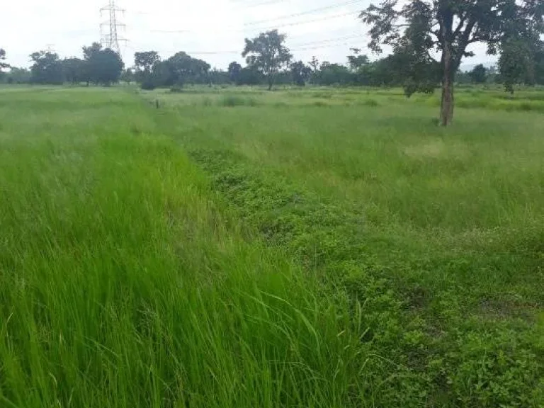 ที่ดิน บ้านหนองตาไก้ ตหนองขาม อคอนสวรรค์ จชัยภูมิ เจ้าของขายเอง