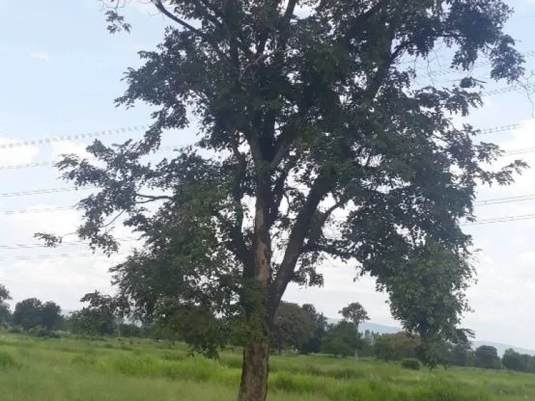 ที่ดิน บ้านหนองตาไก้ ตหนองขาม อคอนสวรรค์ จชัยภูมิ เจ้าของขายเอง