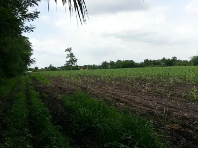 ที่ดินในแหล่งชุมชน หน้าติดถนน หลังติดน้ำ มีน้ำทั้งปี 300000ไร่