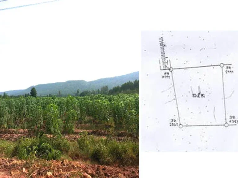 ขายที่ถูกที่สุด 11-2-61 ไร่ ตบ้านป่า อเมือง จพิษณุโลก 2 วันสุดท้ายไร่ละ 11 แสน