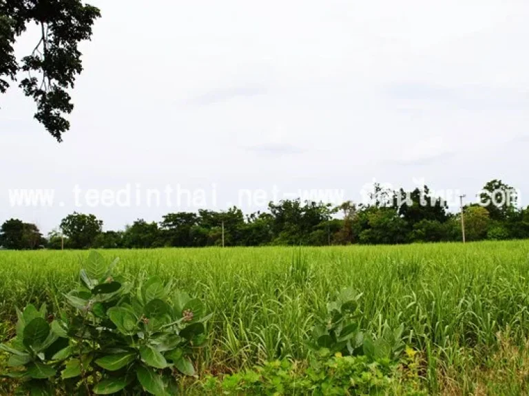 ขายที่ดินชัยบาดาล - ที่ดินไทย 10 ไร่เศษ นส3ก ตท่ามะนาว อชัยบาดาล จลพบุรี รหัส1630