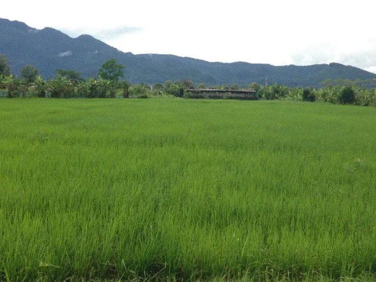 ขายที่นา ทำเลสวย อแม่สาย ติดถนนบายพาส สะพานมิตรภาพไทย  พม่า แห่งที่ 2