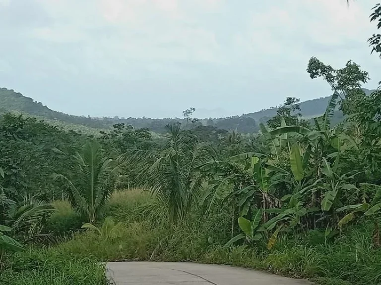 ขายที่ดินซีวิวตรงแ ม่น้ำซีวิวทะเลและวิวภูเขาที่เป็นธรรมชาติสวยงาม57ไร่