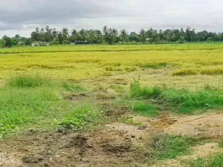 ที่นาติดถนนหลวง 20 ไร่ สุพรรณบุรี- ชัยนาท ตวังน้ำซับ อศรีประจันต์ จสุพรรณบุรี