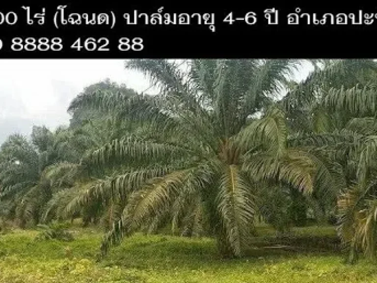 ขายสวนปาล์ 900 ไร่ ที่โฉนด อายุปาล์ม 4-6 ปี อำเภอปะทิว