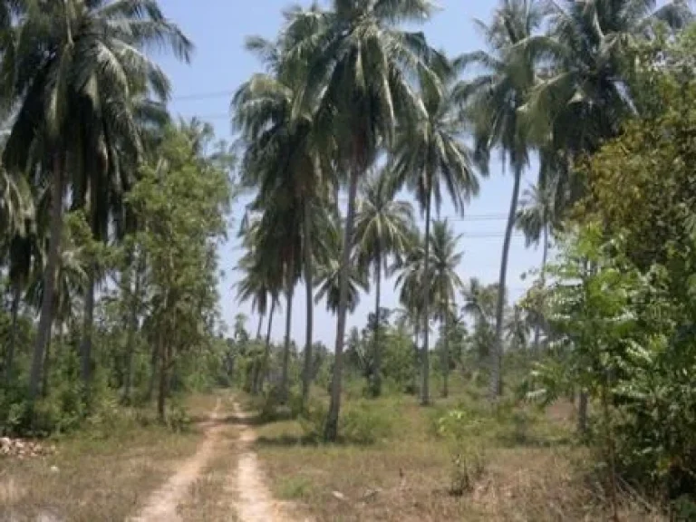 ที่ดินเปล่า อทับสะแก จประจวบคีรีขันธ์