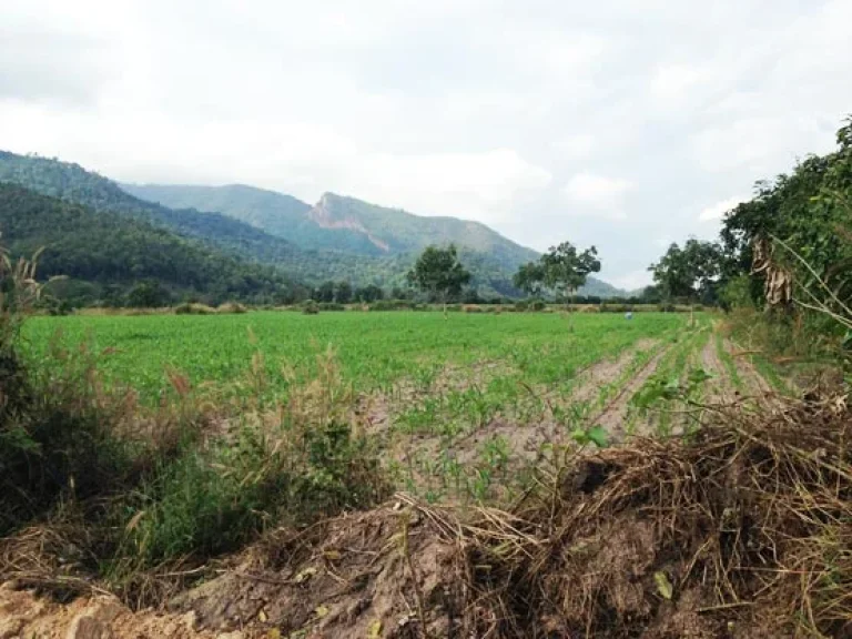 ที่ดินเนื้อที่ 39 ไร่เป็นสวนข้าวโพดสวยมาก