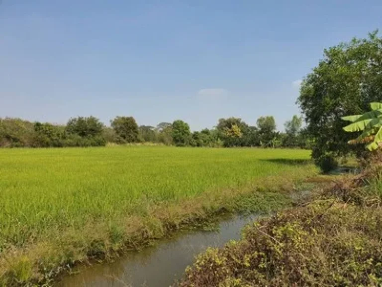 ขายที่ดิน คลอง10 หนองเสือ ติดถนนซอยเรียบคลอง10 ขนาด 200 ตรว เหมาะทำการเกษตร ปลูกบ้าน